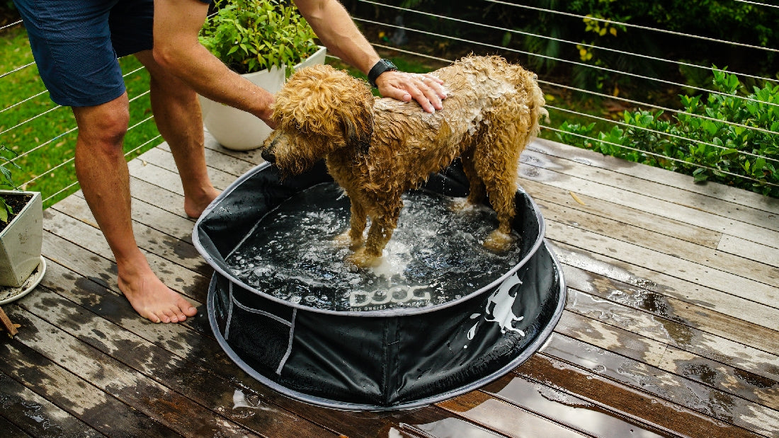 Doog Pet Pop Up Pool - Medium