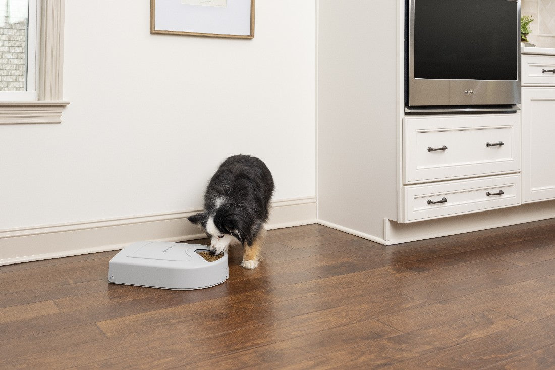 Petsafe 5 Meal Feeder