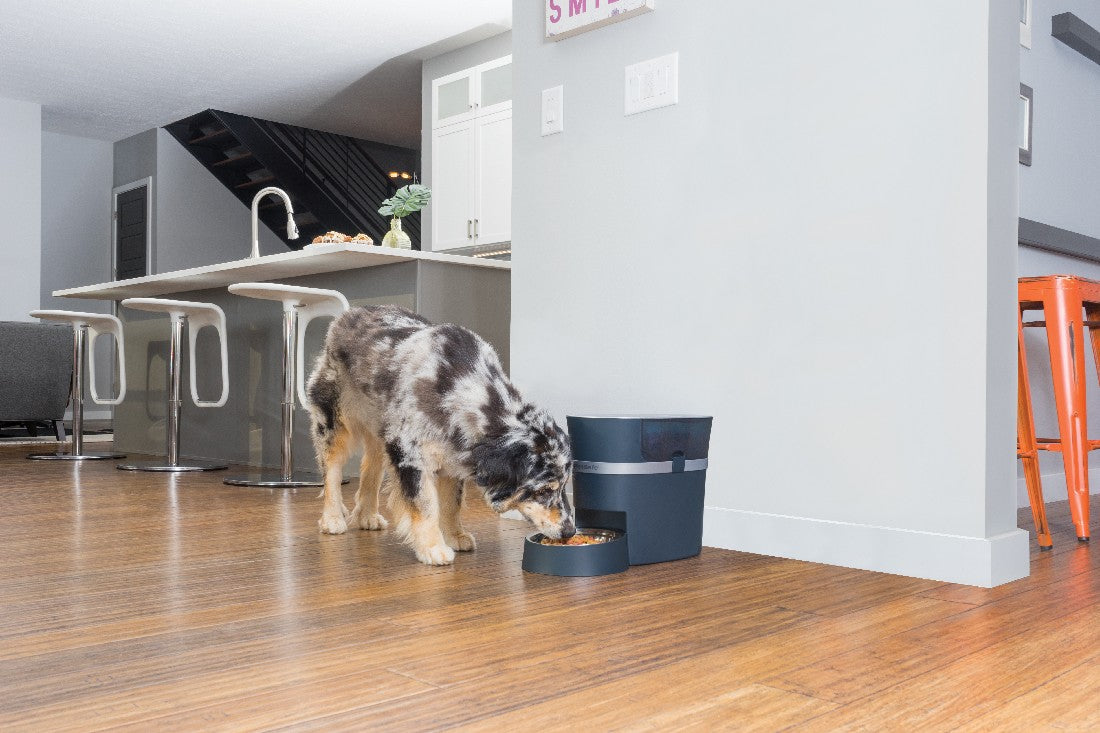 PetSafe Smart Feed Automatic Pet Feeder