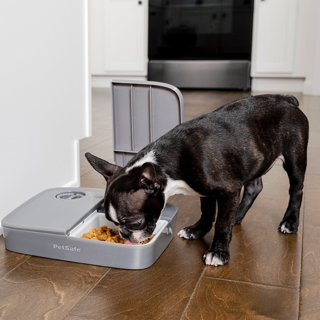 PetSafe Automatic 2 Meal Pet Feeder