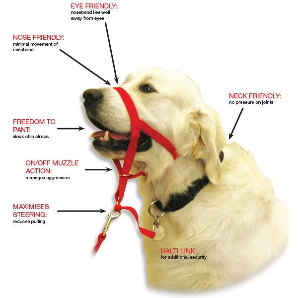 Halti headcollar size 1 best sale
