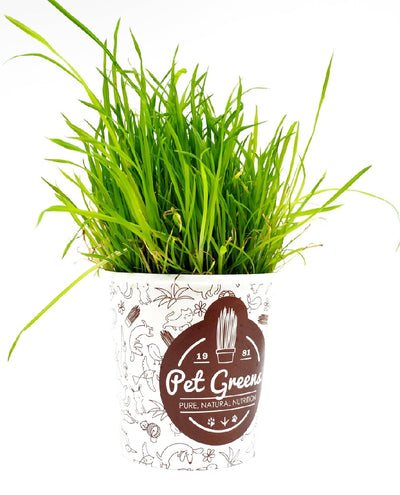 Pet Grass