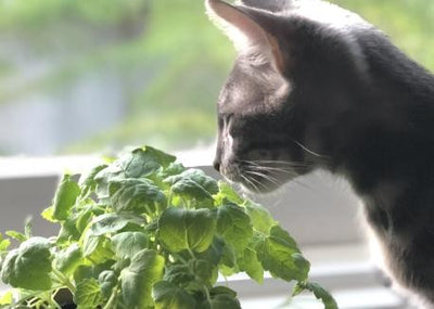 Cat Greens Catnip