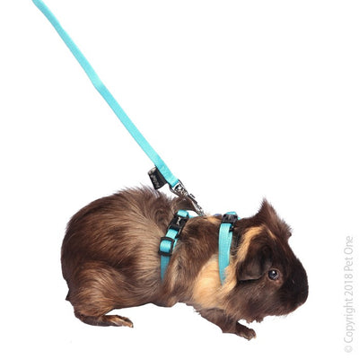 Leash & Harness Rabbit Guinea Pig Ferret Aq