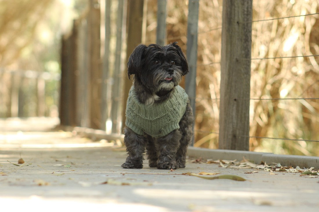 Huskimo Dog Jumper Frenchknit Eucalyptus