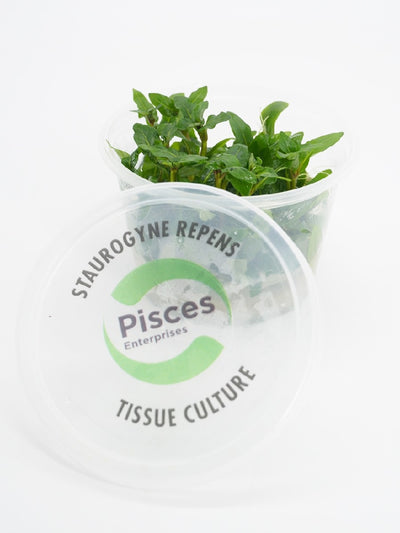 Pisces Tissue Culture Staurogyne repens