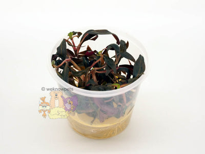 Pisces Tissue Culture Plant Alternanthera Reineckii ( Mini)