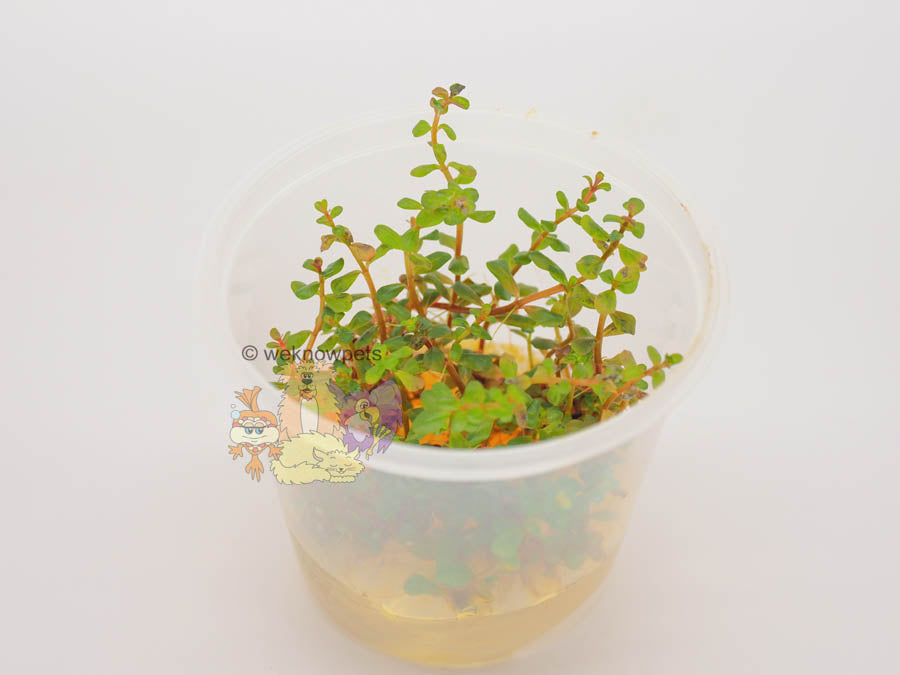 Pisces Tissue Culture Rotala Colorata