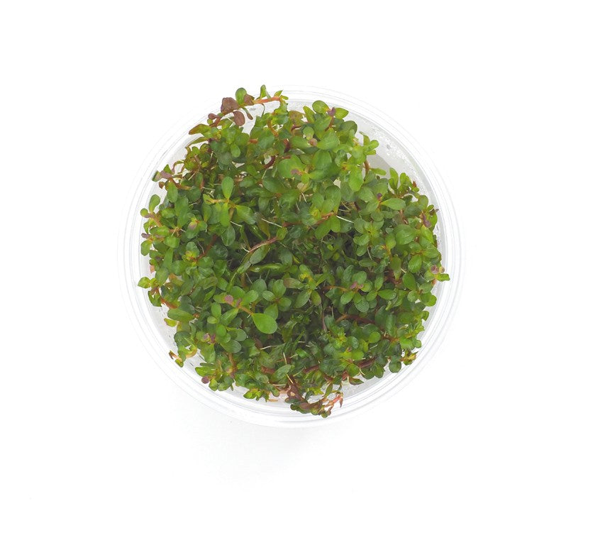 Pisces Tissue Culture Plant Rotala Colorata/Roundafolia