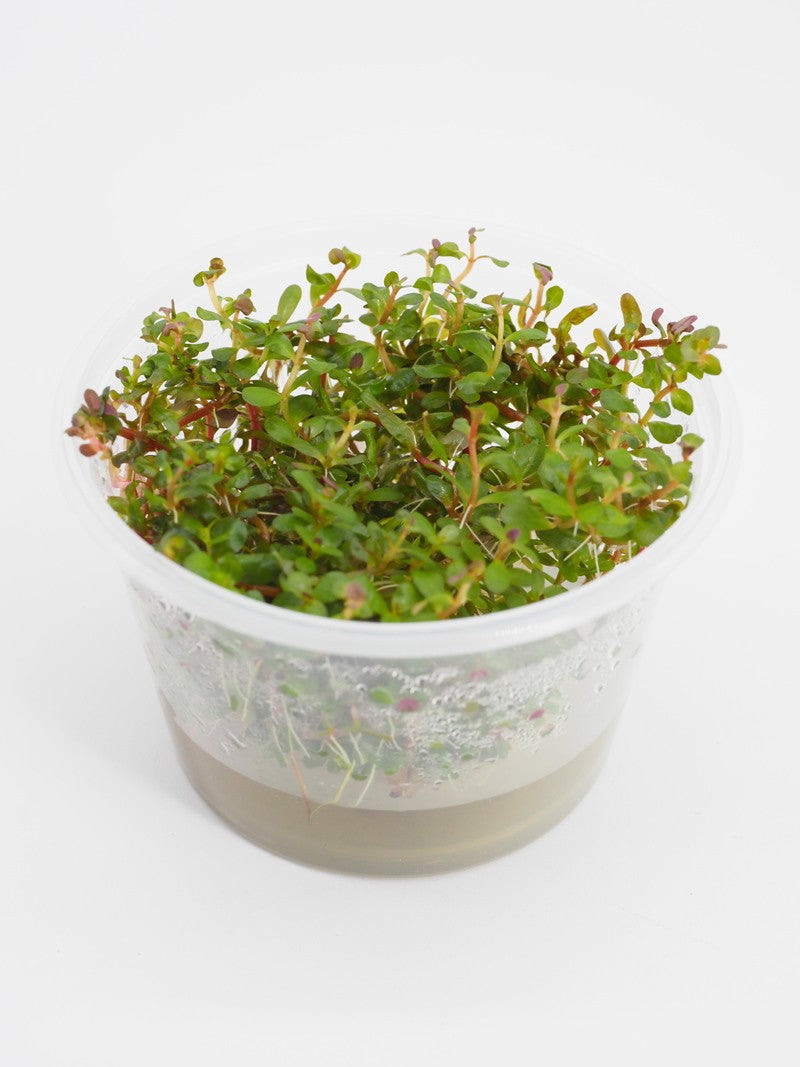 Pisces Tissue Culture Plant Rotala Colorata/Roundafolia