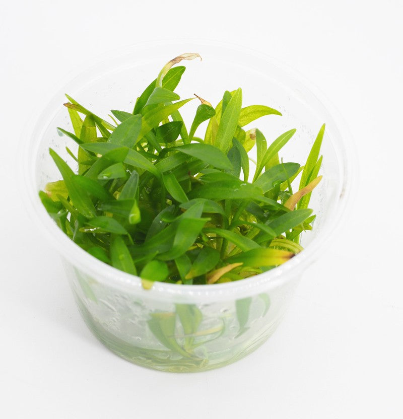 Pisces Tissue Culture Plant Echinodorus Bolivianus (Rusby)