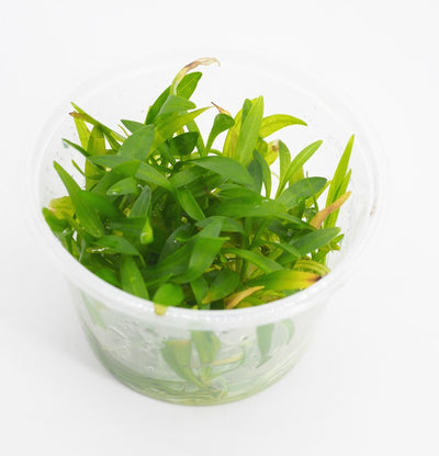 Pisces Tissue Culture Plant Echinodorus Bolivianus (Rusby)