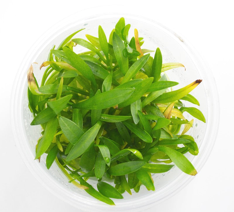 Pisces Tissue Culture Plant Echinodorus Bolivianus (Rusby)