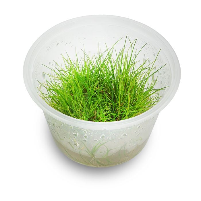 Pisces Tissue Culture Plant Eleocharis Acicularis Mini