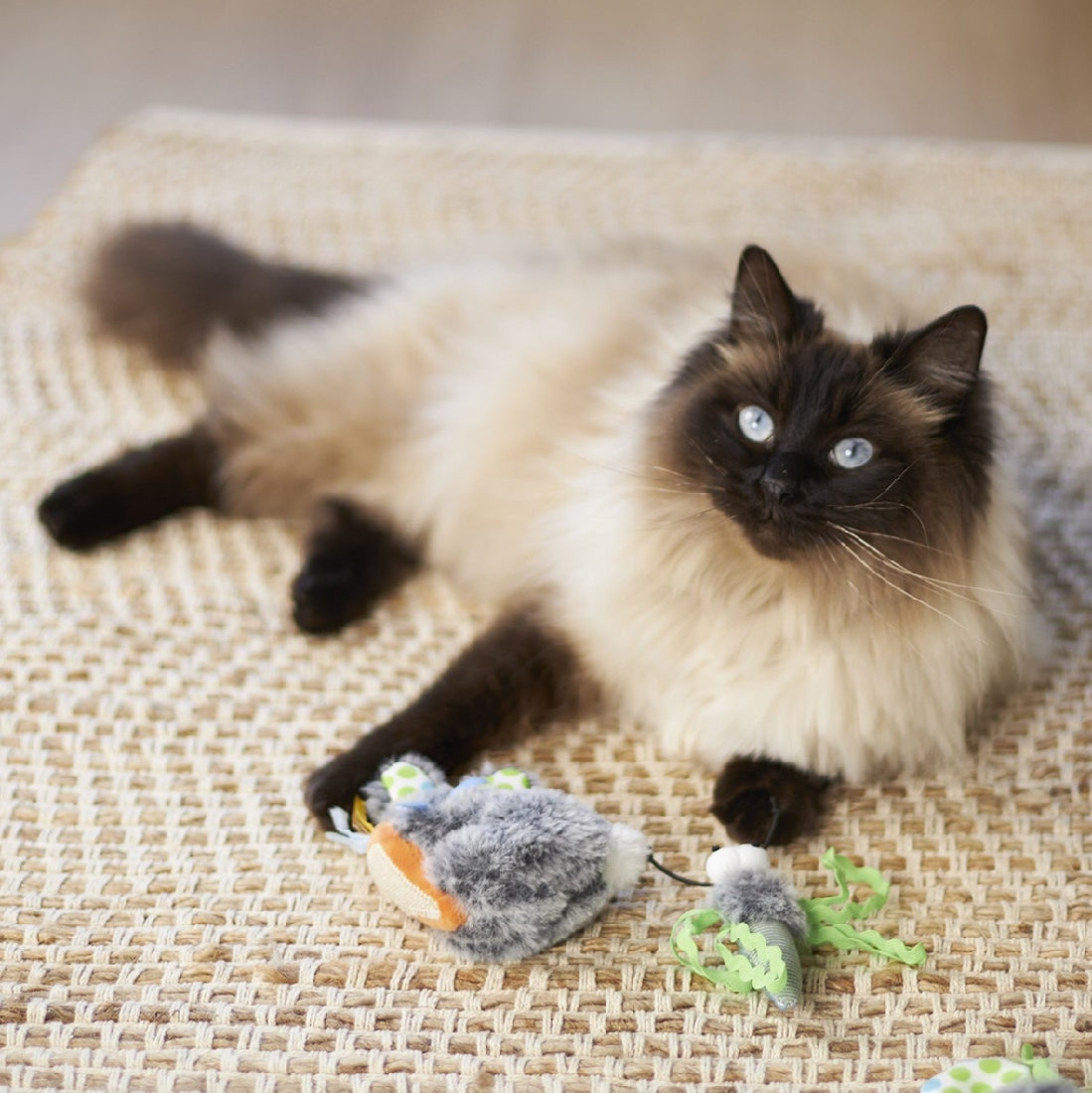 Kazoo Cat Toy Hungry Bunny