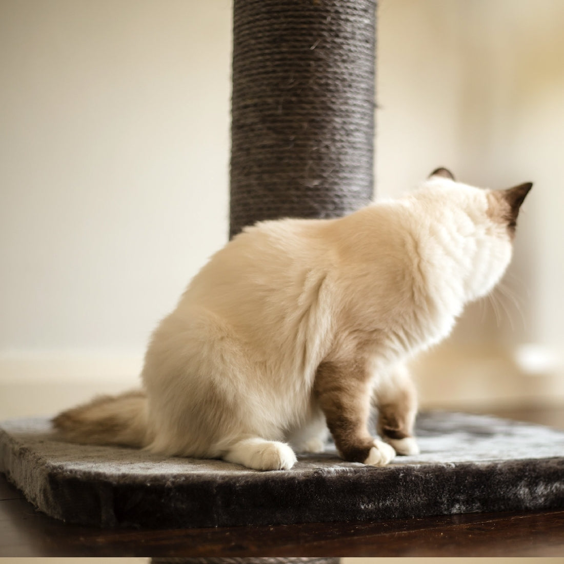 Kazoo Scratch Post - Medium Cream