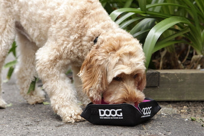 Doog Foldable Water Bowl Pink