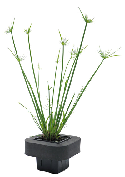 Dwarf Papyrus (Cyperus papyrus nana) pot with floating ring (7cm)